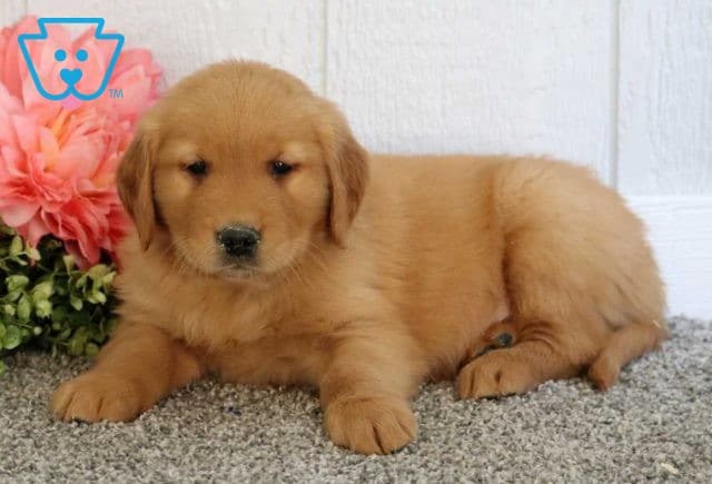 Karter Golden2