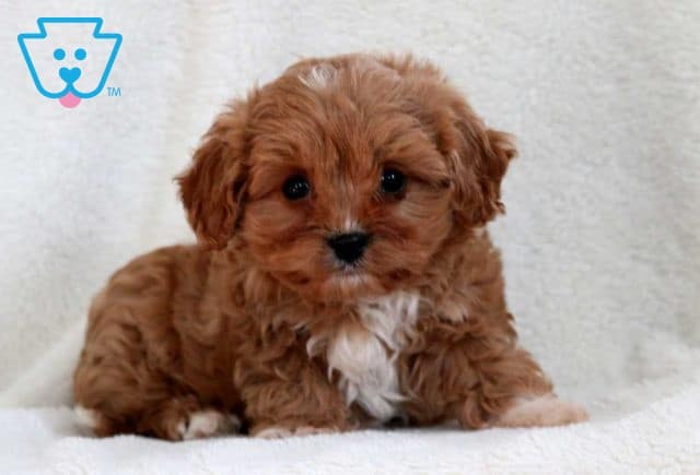 Kevin Cavapoo