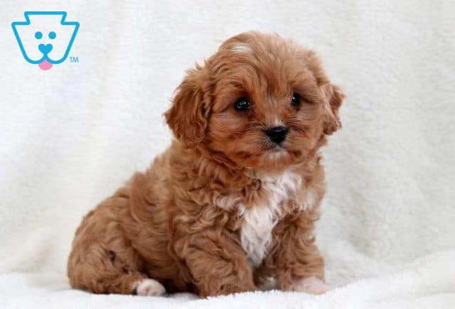 Kevin Cavapoo2