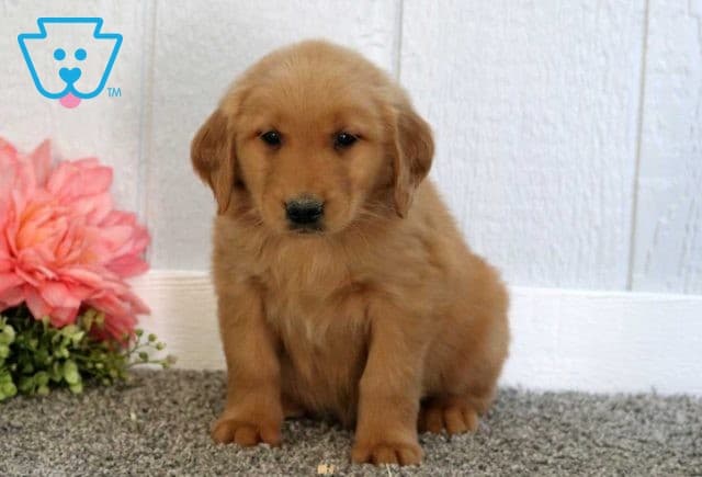 King Golden
