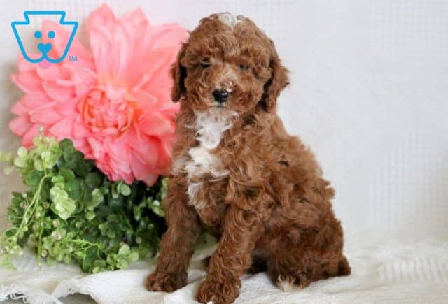 Koa Mini Poodle 1-001