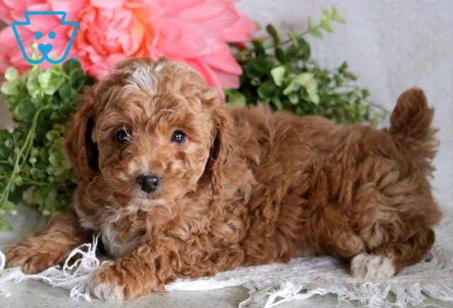 Koko Mini Poodle 1-001
