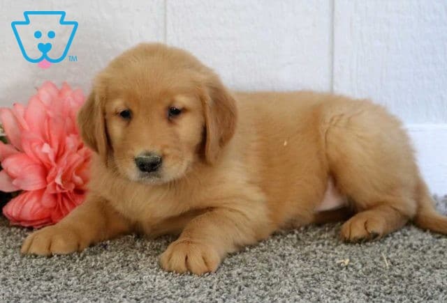Kolby Golden2