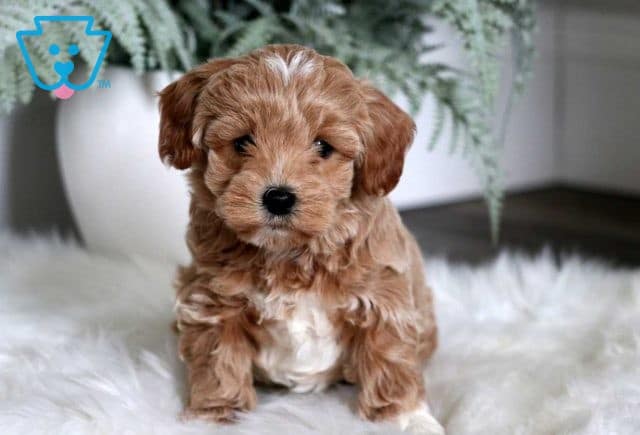 Leo Maltipoo