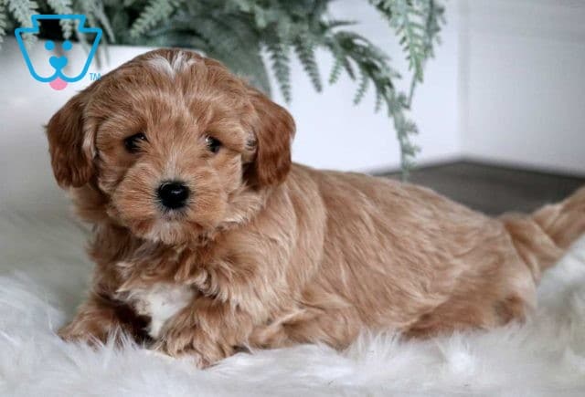 Leo Maltipoo2