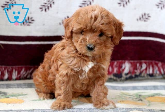 Little Tammy Cavapoo 1-001