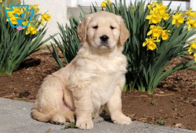 Macho Golden