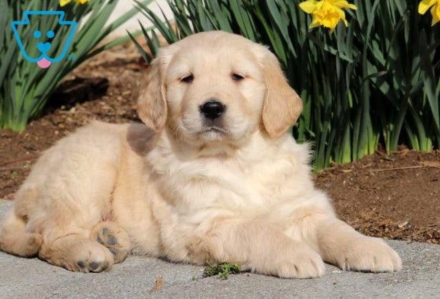 Macho Golden2