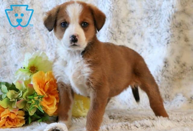Maddie Bernese Mix 1-001