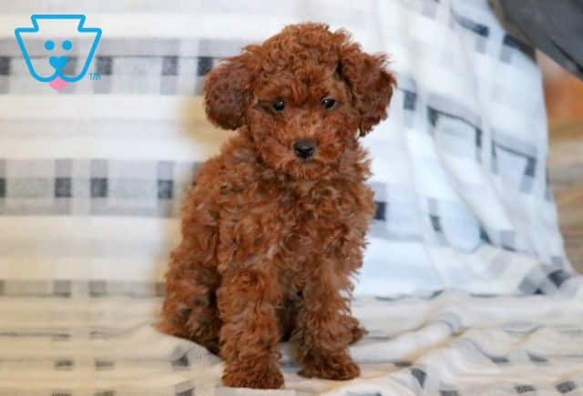 Maggie 1-001
