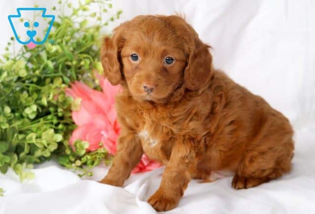 Major Cockapoo 1-001