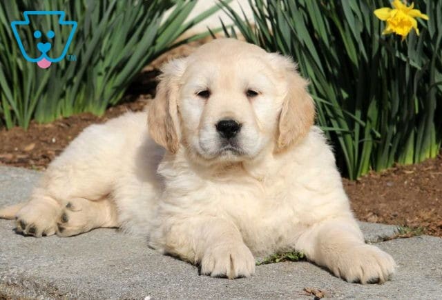 Major Golden