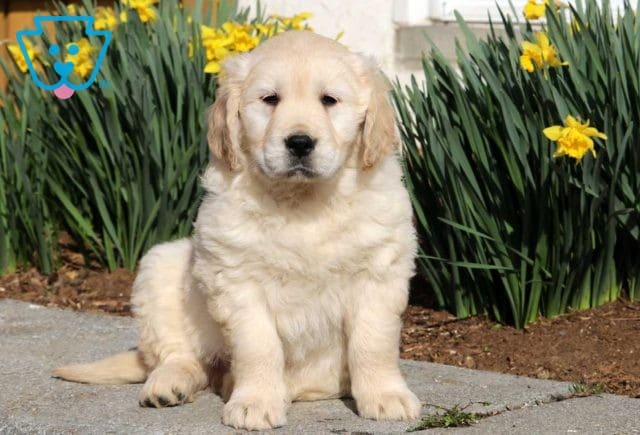 Major Golden2