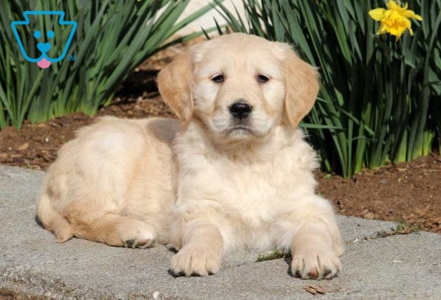 Marlie Golden2