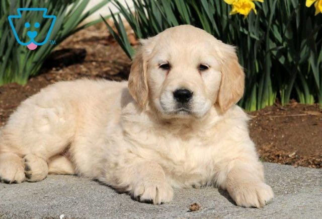 Mason Golden