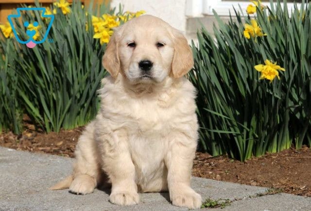 Mason Golden2