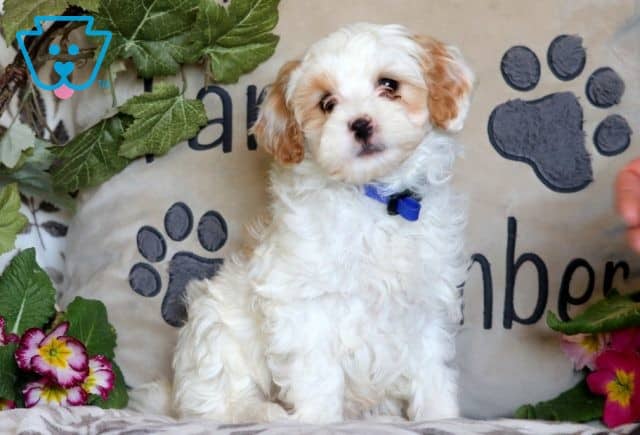 Milly Cavapoo 1-001