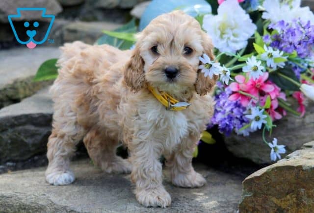 Nancy Cockapoo 1-001