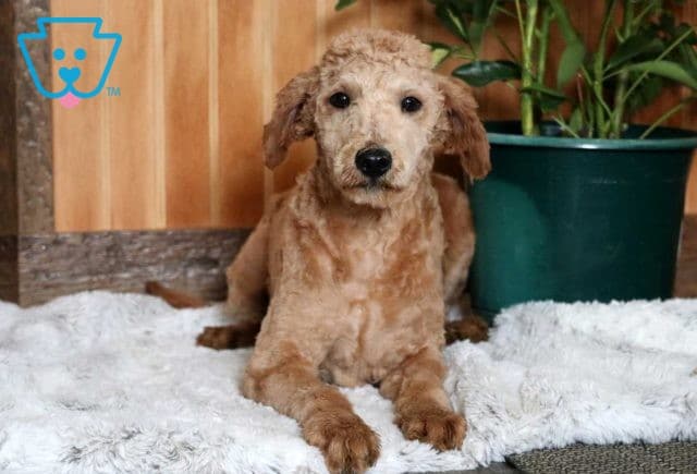 Ozzie Mini Goldendoodle Retake
