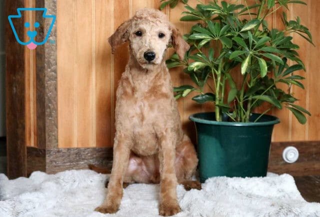 Ozzie Mini Goldendoodle Retake2