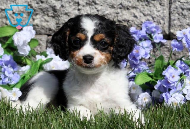 Paige Cavapoo