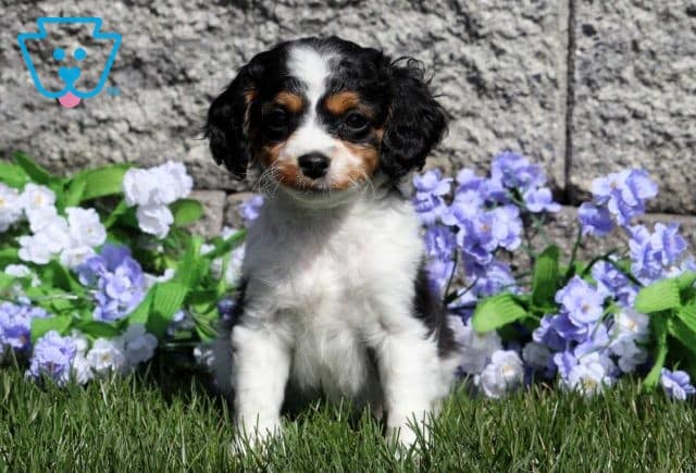 Paige Cavapoo2