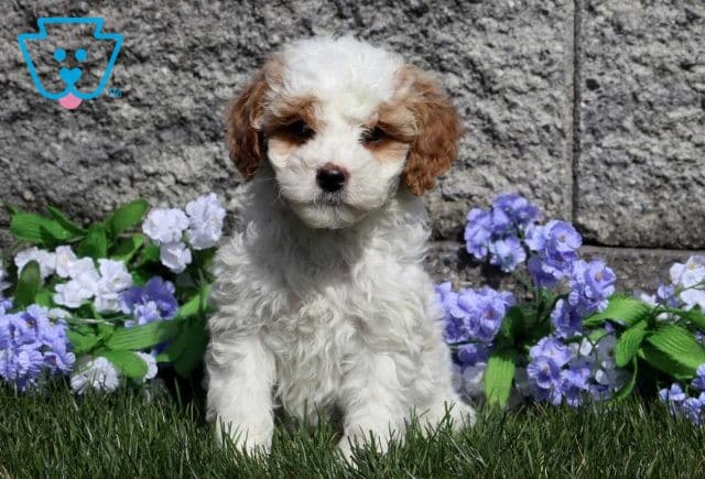Peanut Cavapoo