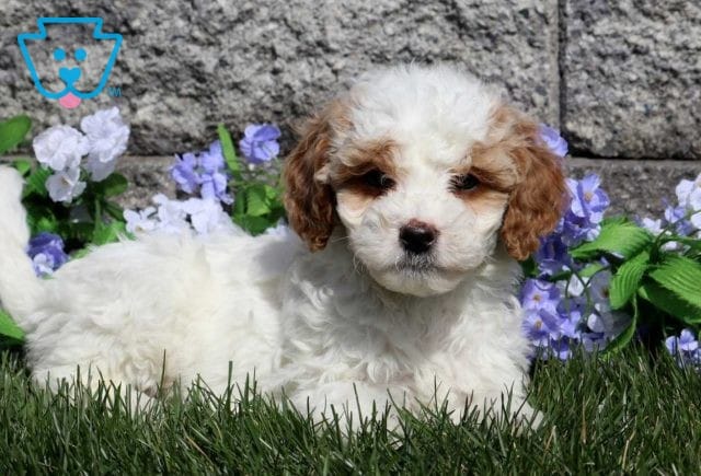 Peanut Cavapoo2