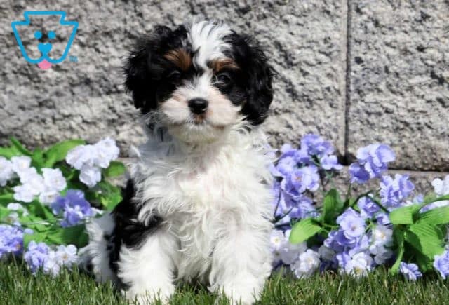 Pebbles Cavapoo