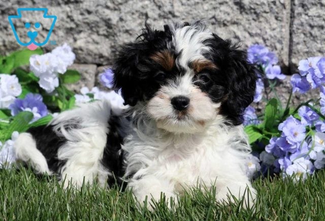 Pebbles Cavapoo2