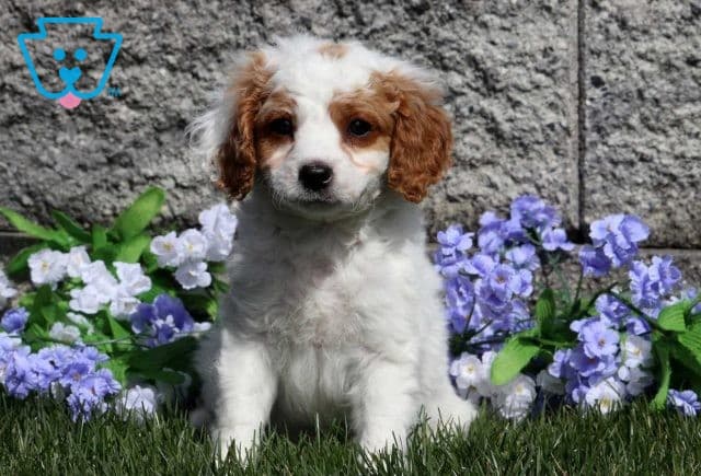 Petey Cavapoo