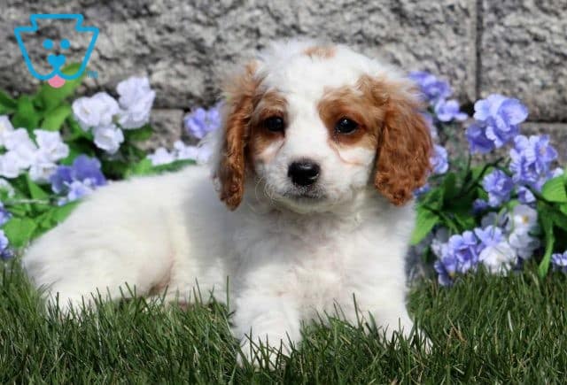 Petey Cavapoo2