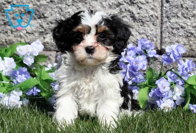 Pluto Cavapoo
