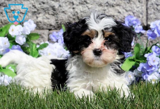 Pluto Cavapoo2