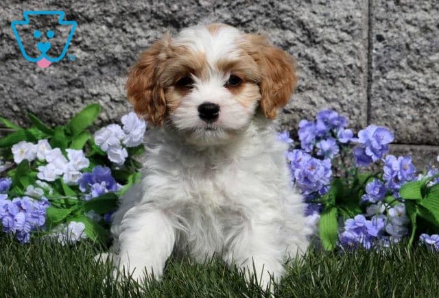 Pooch Cavapoo