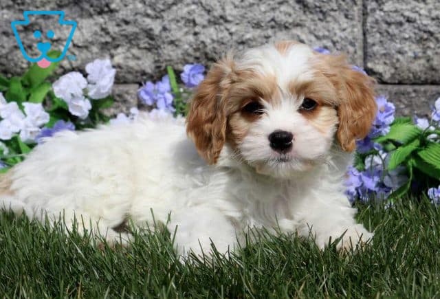 Pooch Cavapoo2