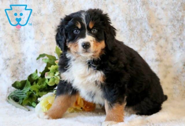 Rainbow Bernese Mix 1-001