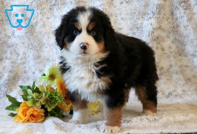 Randy Bernese Mix 1-001