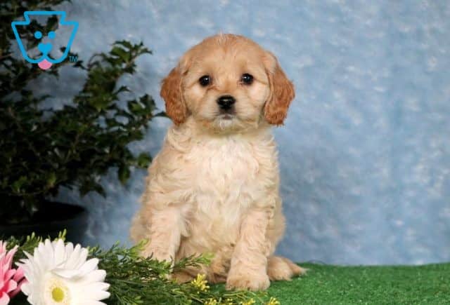 Ranger Cockapoo 1-001