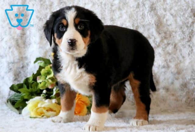 Reese Bernese Mix 1-001