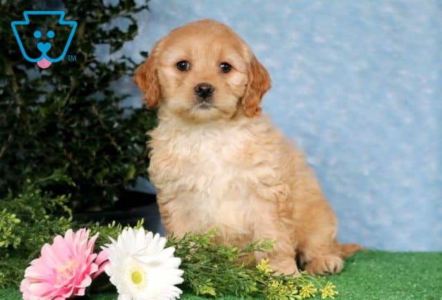 Rocket Cockapoo 1-001