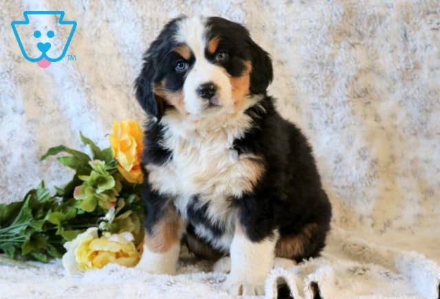 Rosco Bernese Mix 1-001