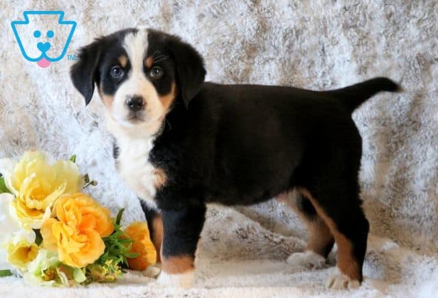 Rotor Bernese Mix 1-001