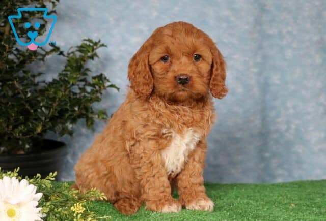 Russell Cockapoo 1-001