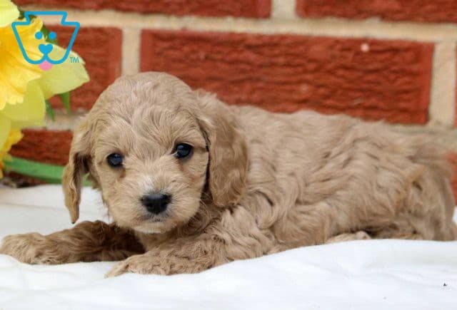 Sailor Cockapoo