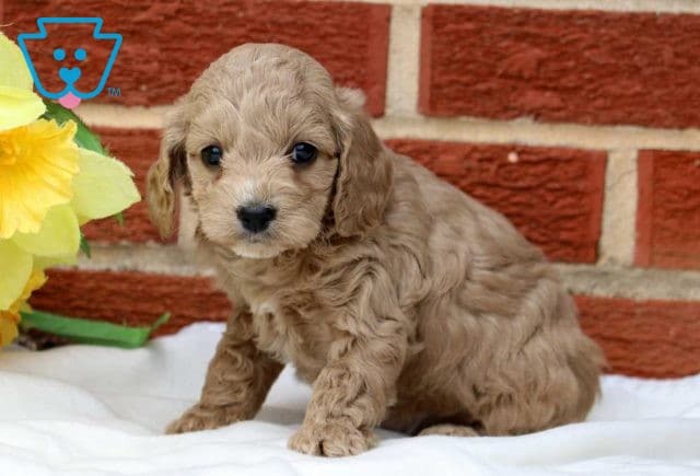 Sailor Cockapoo2