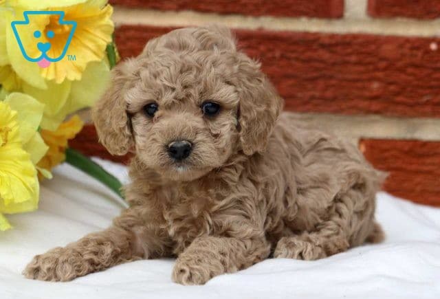 Sky Cockapoo