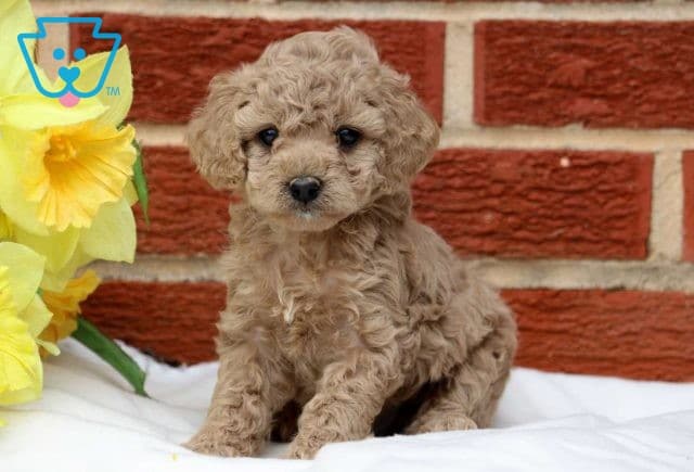 Sky Cockapoo2