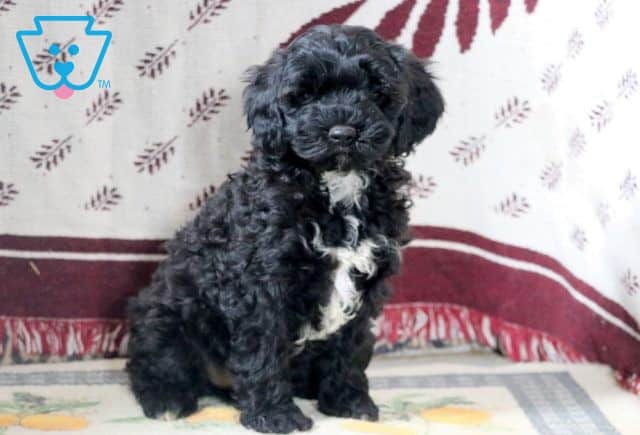 Smokey Cavapoo 1-001