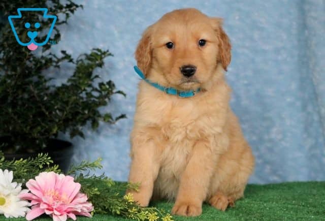 Sonny Golden Retriever 1-001